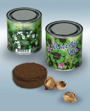 Oxalis deppei, Štvorlístok